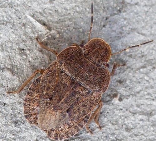 Réf. 255 353 : Sciocoris (homalonotus-microphthalmus)