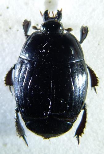 Margarinotus ignobilis