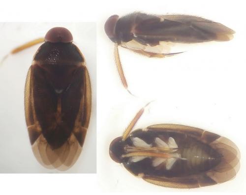 Réf. 255 011 : Isometopinae inconnu