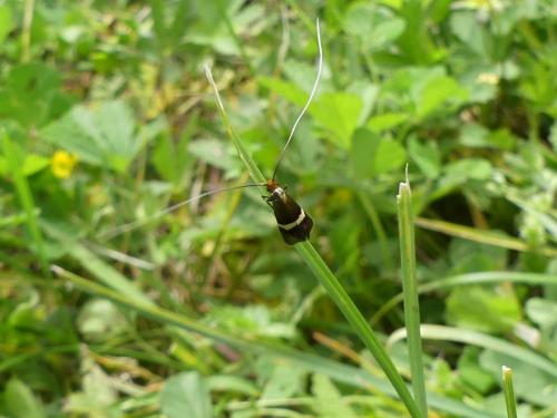 Adela australis