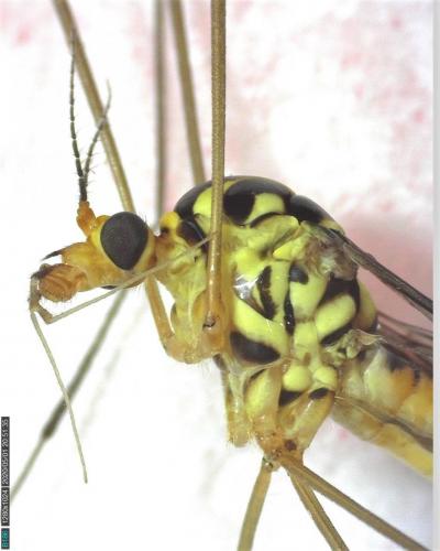 Nephrotoma flavipalpis