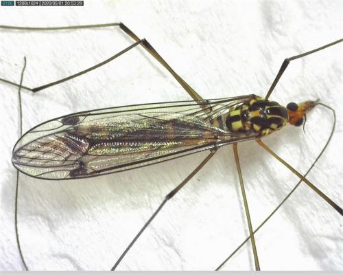 Nephrotoma flavipalpis