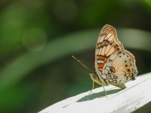 Junonia sophia