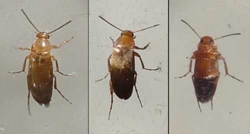 Anaspis lurida