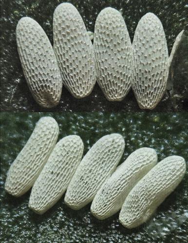 Réf. 255 723 : Pegomya sp.