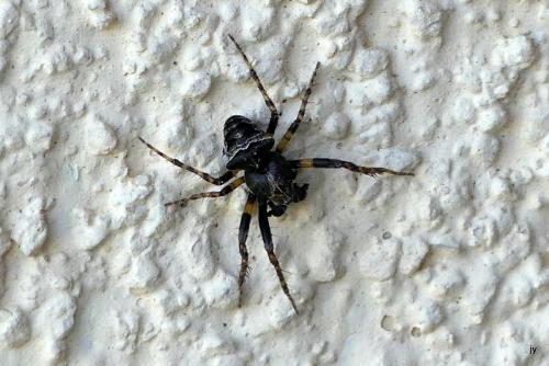 Réf. 255 577 : Gibbaranea bituberculata
