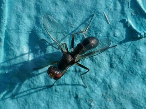 Réf. 255 645 : Nemopoda sp.