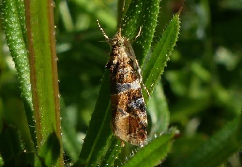 Lobesia reliquana