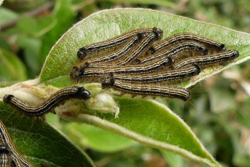 Malacosoma neustria