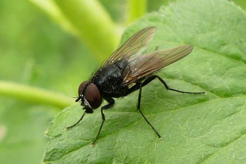 Réf. 255 480 : Hydrotaea sp.