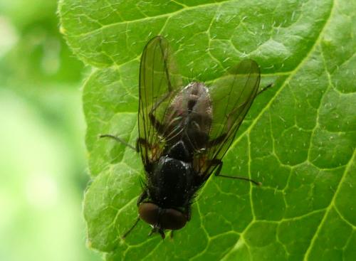 Réf. 255 482 : Hydrotaea sp.