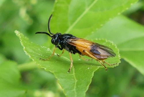 Réf. 255 965 : Arge cyanocrocea