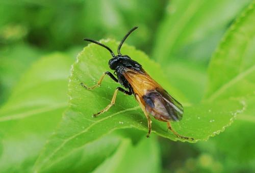 Arge cyanocrocea