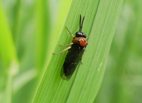 Réf. 255 844 : Eutomostethus ephippium