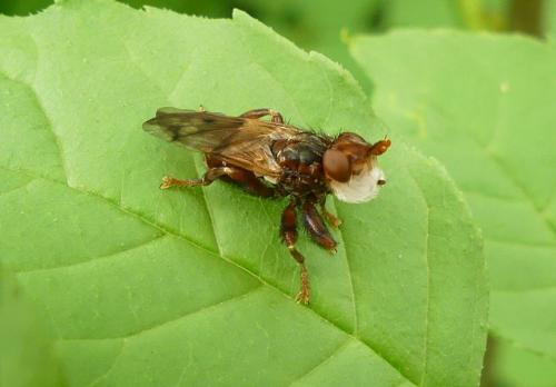 Myopa tessellatipennis