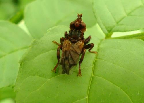 Myopa tessellatipennis