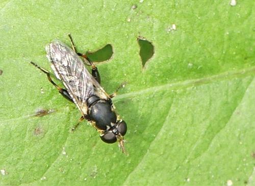 Syritta pipiens