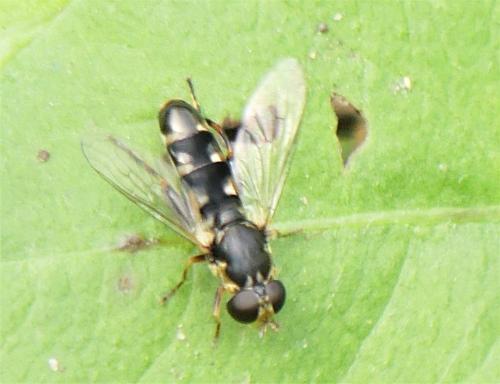 Syritta pipiens