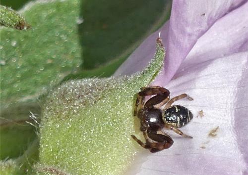 Synema globosum
