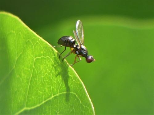 Nemopoda nitidula