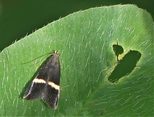 Réf. 255 392 : Syncopacma sp.