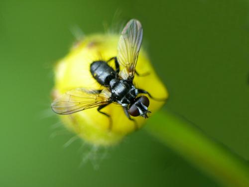 Réf. 255 062 : Phania funesta