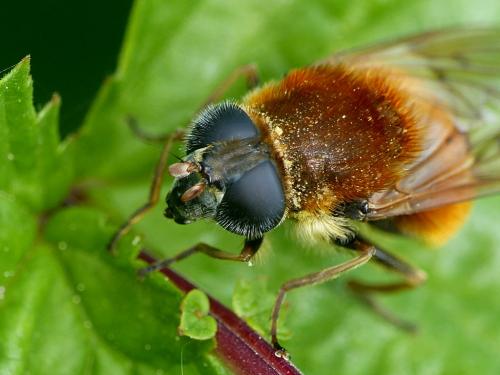 Cheilosia chrysocoma
