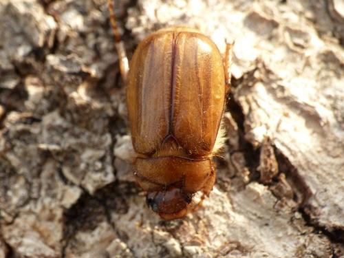 Réf. 255 916 : Rhizotrogus marginipes