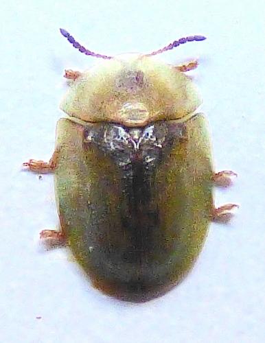 Cassida pannonica