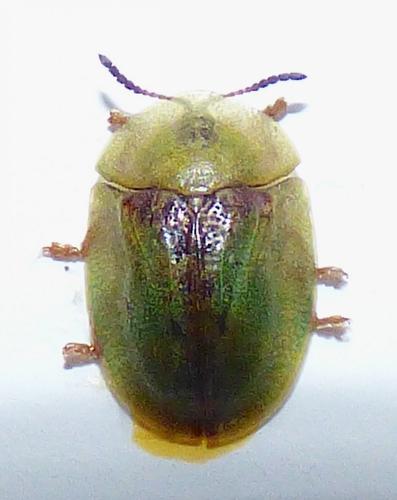 Cassida pannonica