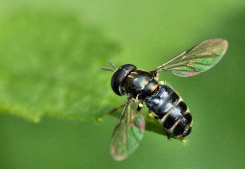 Réf. 255 010 : Paragus sp.