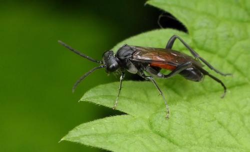 Macrophya annulata