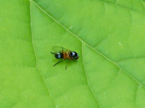 Callomyia amoena