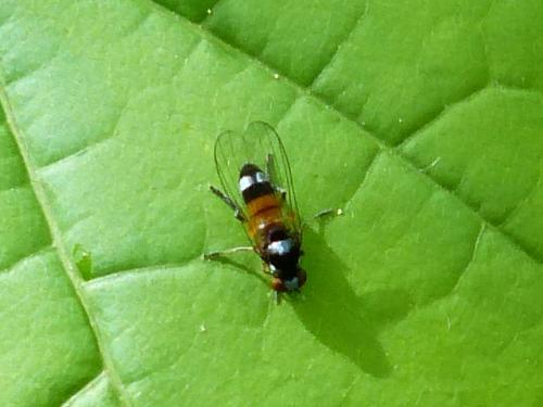 Callomyia amoena