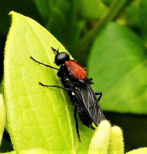 Réf. 255 511 : Clitellaria ephippium