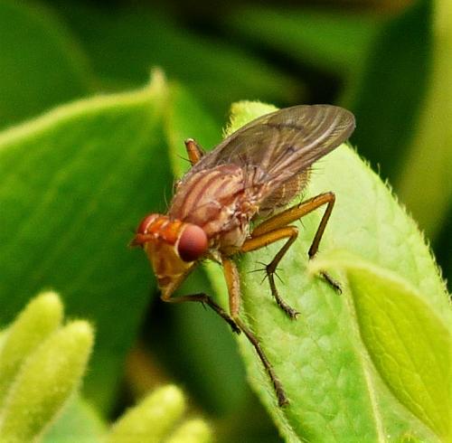 Tetanocera ferruginea
