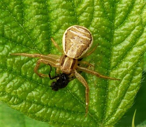 Réf. 255 834 : Xysticus ulmi