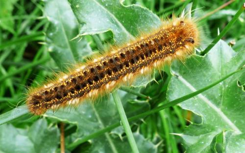 Réf. 255 776 : Euthrix potatoria