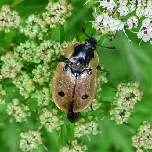 Réf. 255 781 : Dendroxena quadrimaculata