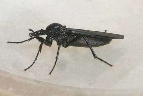 Bibio leucopterus