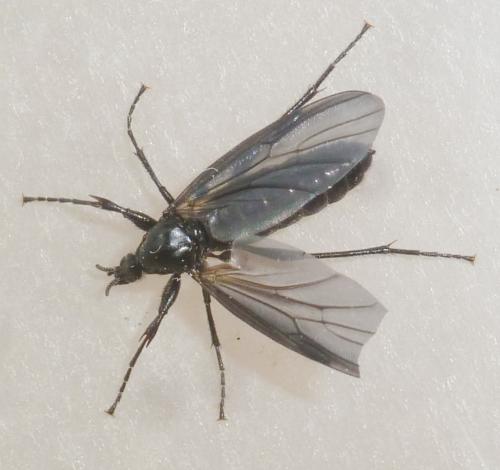 Bibio leucopterus