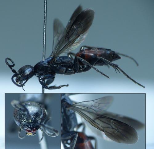 Aporus unicolor