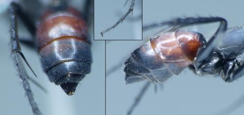Evagetes sp.