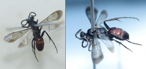Evagetes sp.