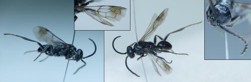 Réf. 255 671 : Dipogon sp.