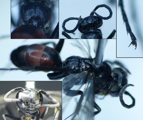 Evagetes sp.