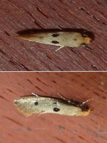 Réf. 255 038 : Tinea trinotella