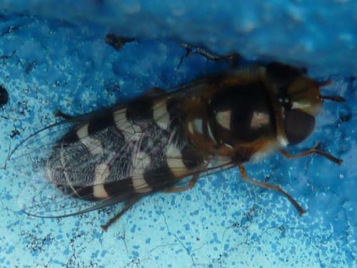 Scaeva pyrastri