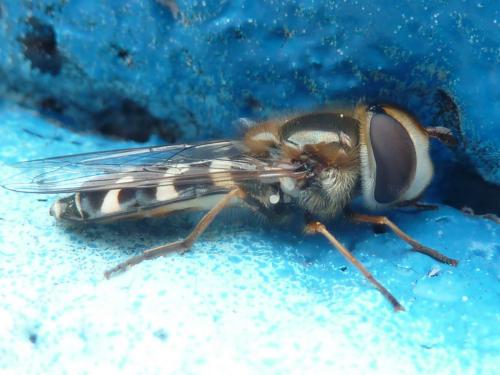 Scaeva pyrastri