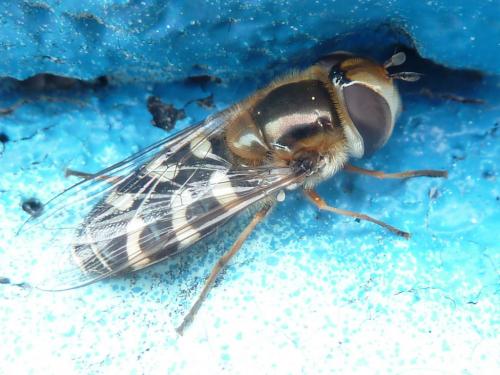Scaeva pyrastri